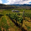 Osoyoos is right in the heart of Canada’s Napa-like wine country