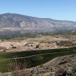 View of Osoyoos Lake and vineyards in the foreground